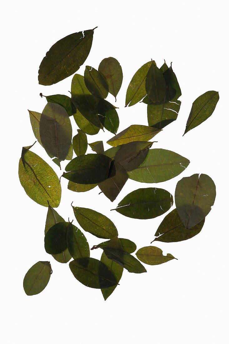 Getrocknete Coca-Blätter (Erythroxylum coca)
