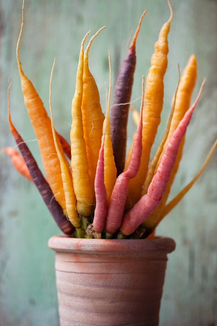 Various coloured carrots in a terracotta pot