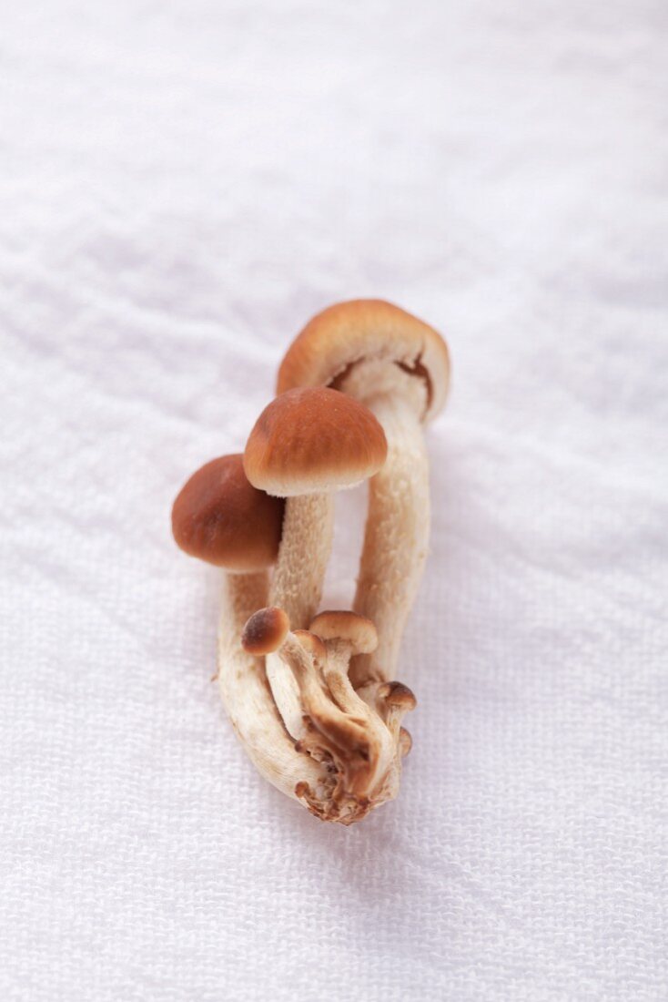Pioppini mushrooms