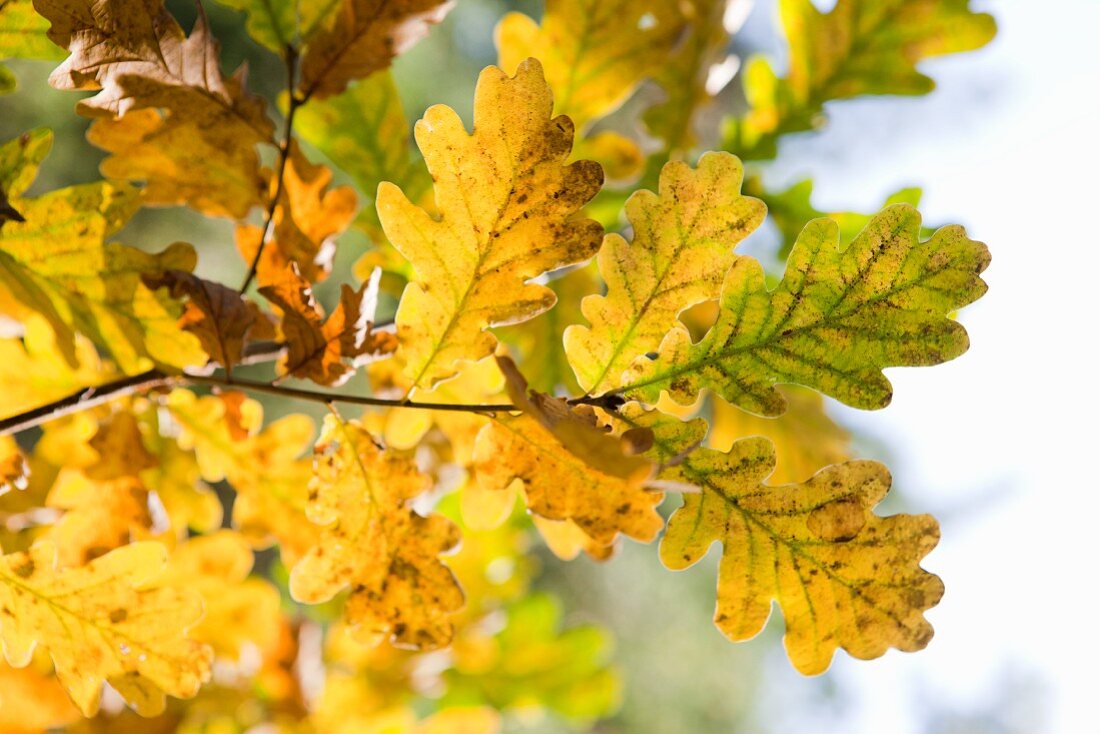 Autumnal oak leaves on the branch