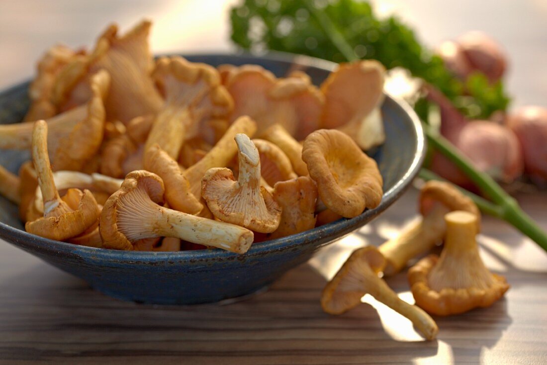 Fresh chanterelle mushrooms