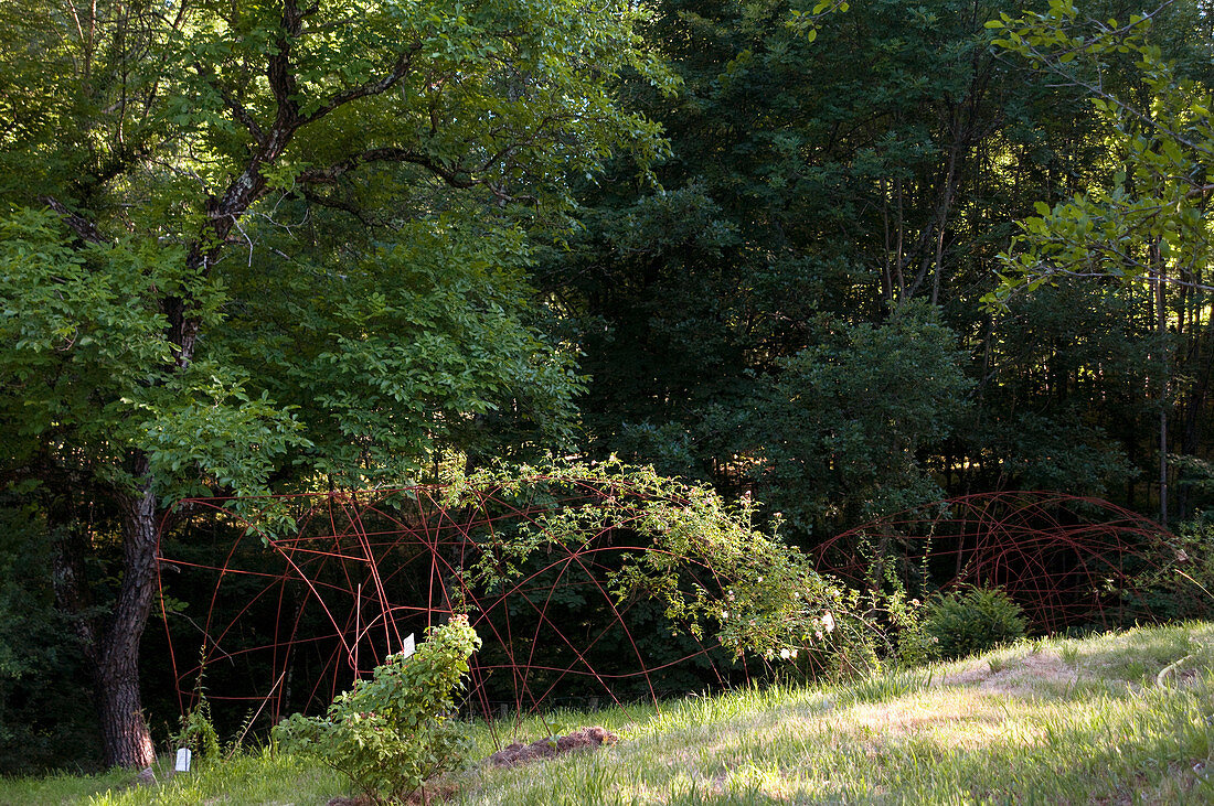 Garden landscape with a rose pergola