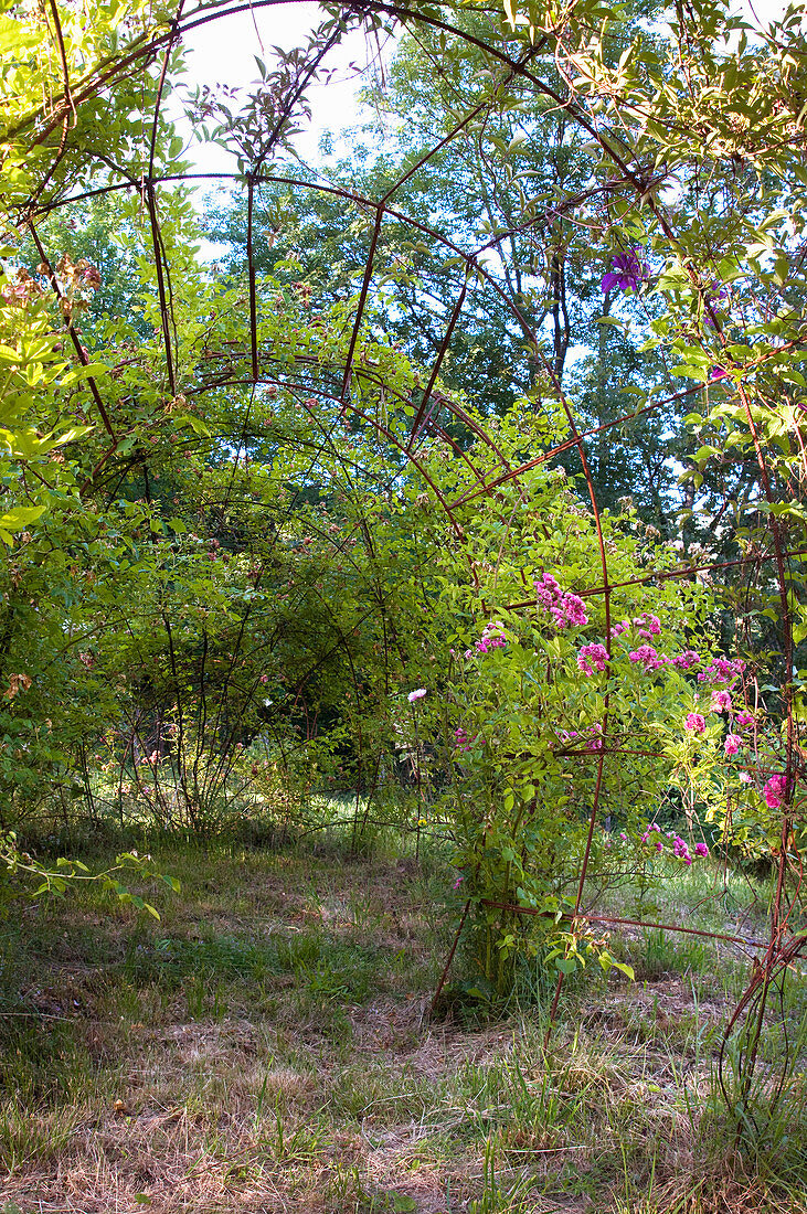 Secret rose pergola in the garden