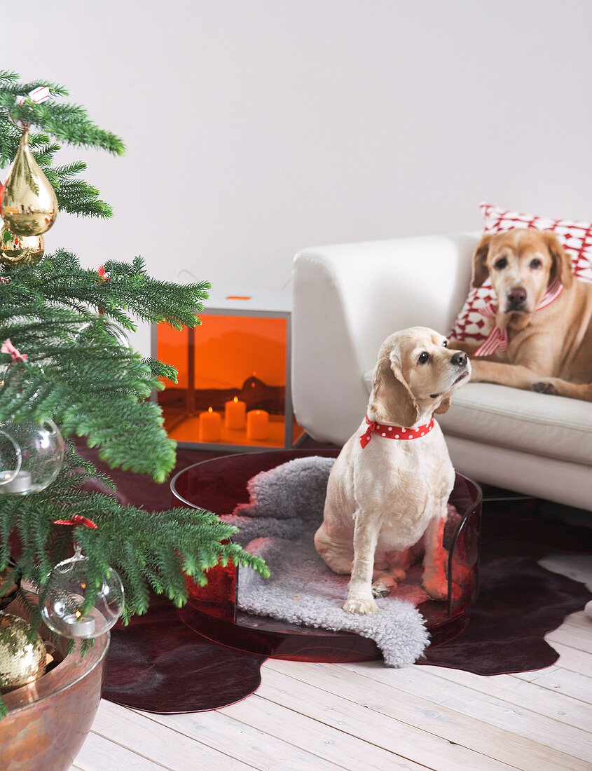 Christmas tree next to dogs in basket and on sofa