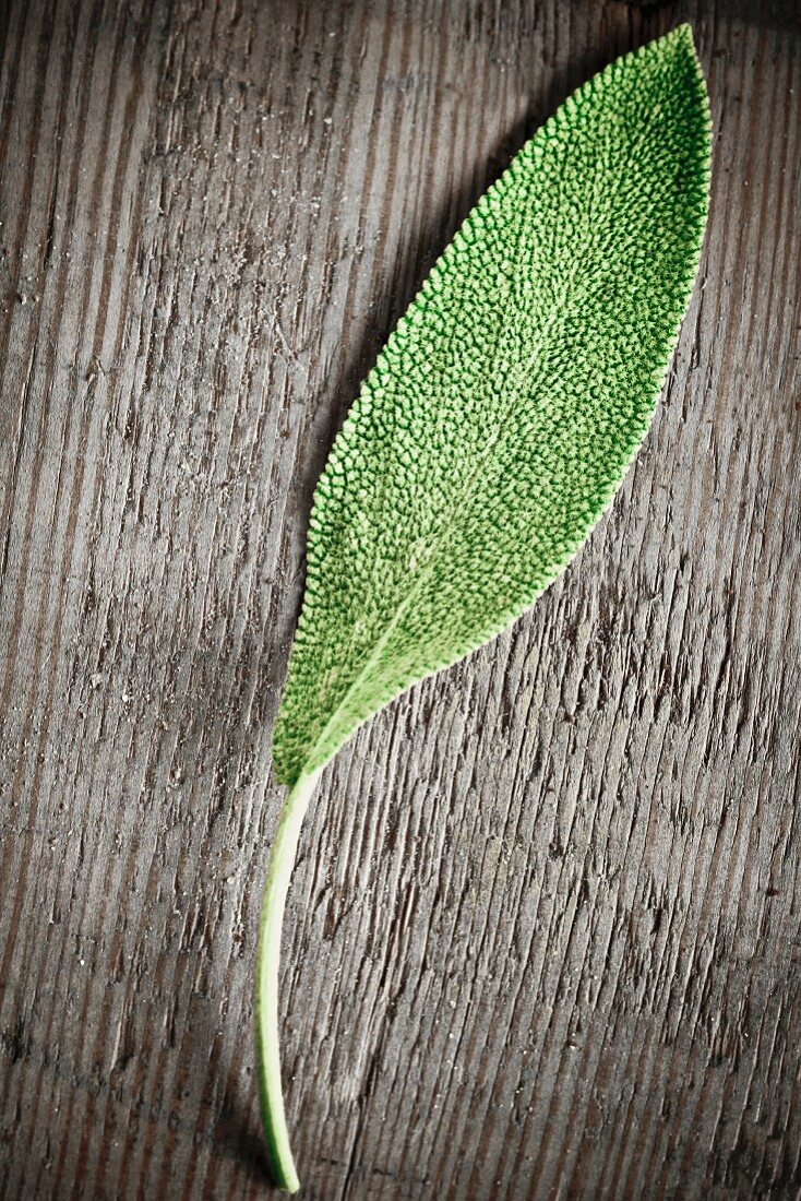 Sage leaf