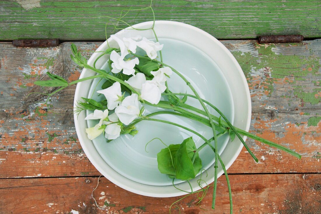 Sweet peas (Lathyrus odoratus)