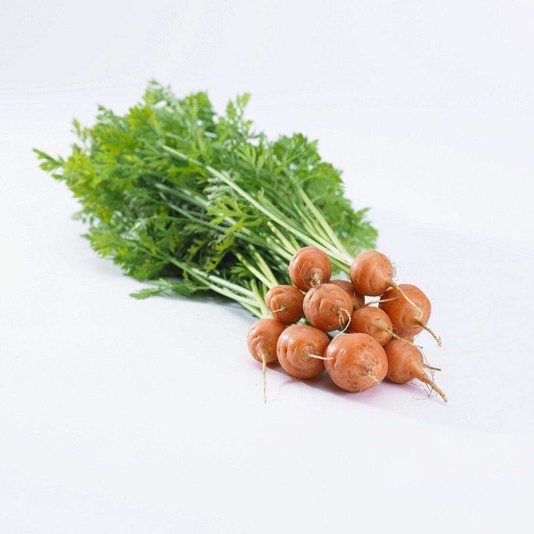 Carrots (daucus carota)