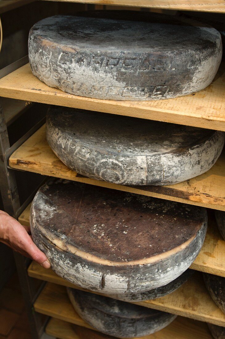 Südtiroler Käse (Ciampedello mit grauer Aussenschicht und Namensmuster)