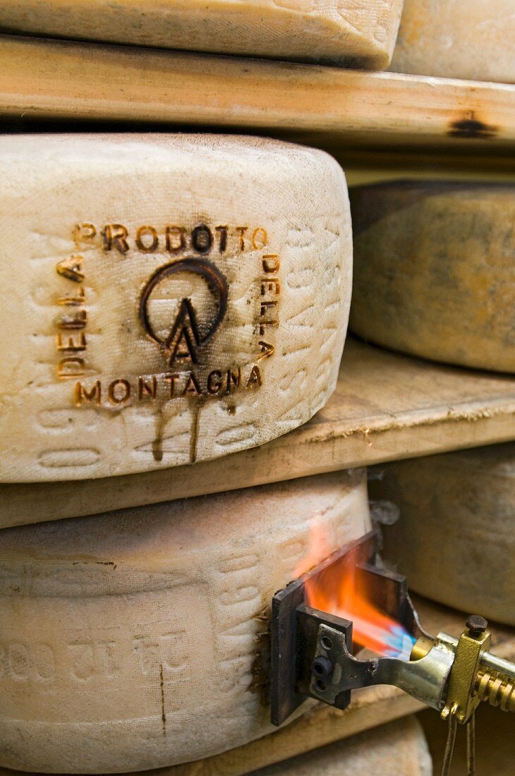 Seal of origin being burned onto a wheel of Asiago cheese
