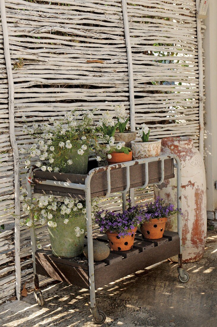 Old trolley with home-made wooden inserts for planters against screen in garden