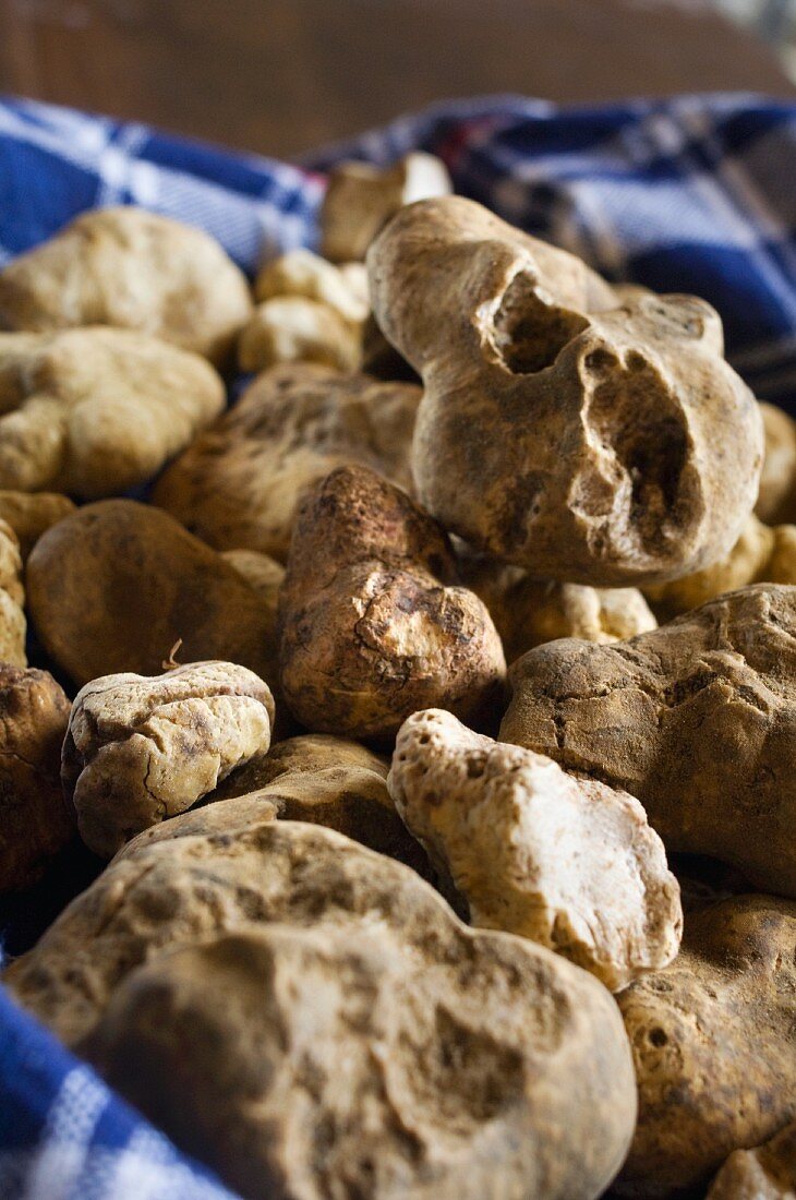 White Alba truffle on a checked cloth