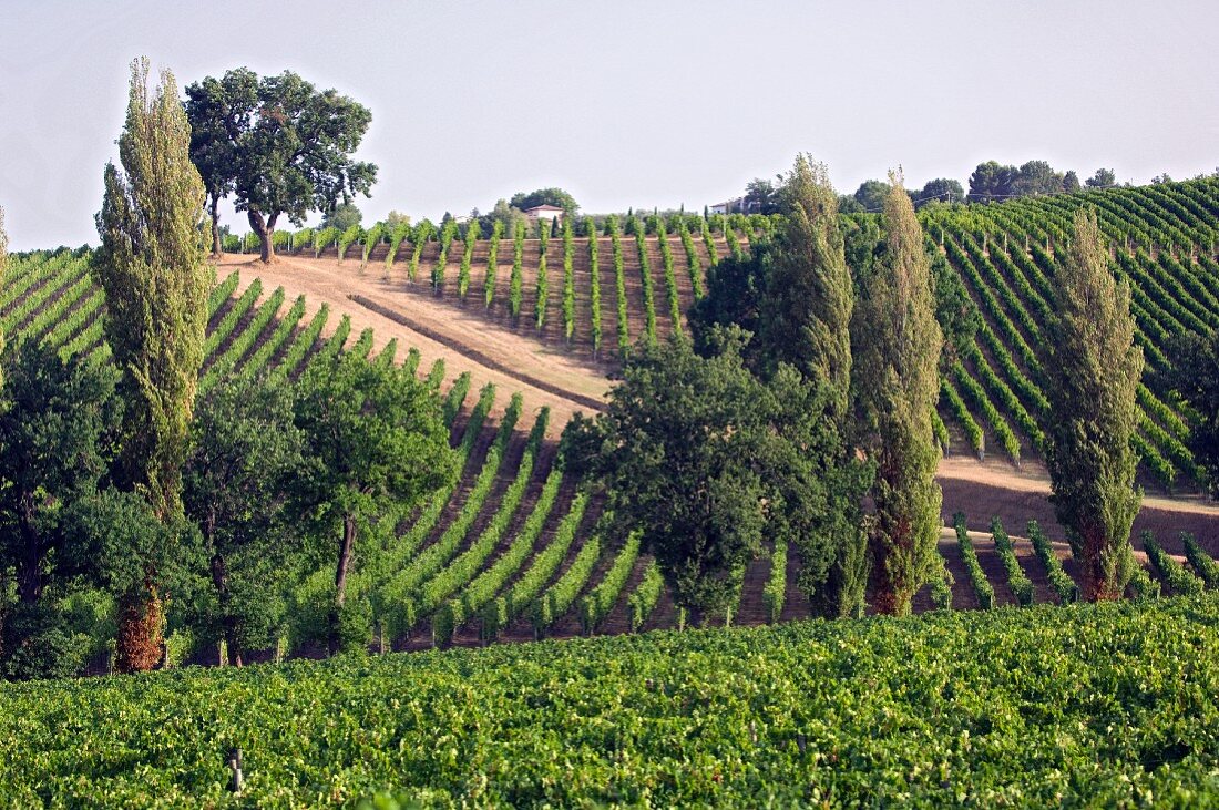 A vineyard belonging to the Arnaldo Caprai winery, Montefalco, Umbria