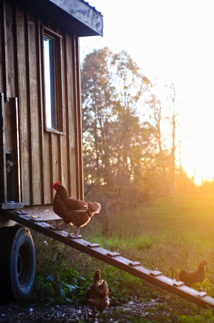 Freilaufendes Huhn auf einer Hühnerleiter