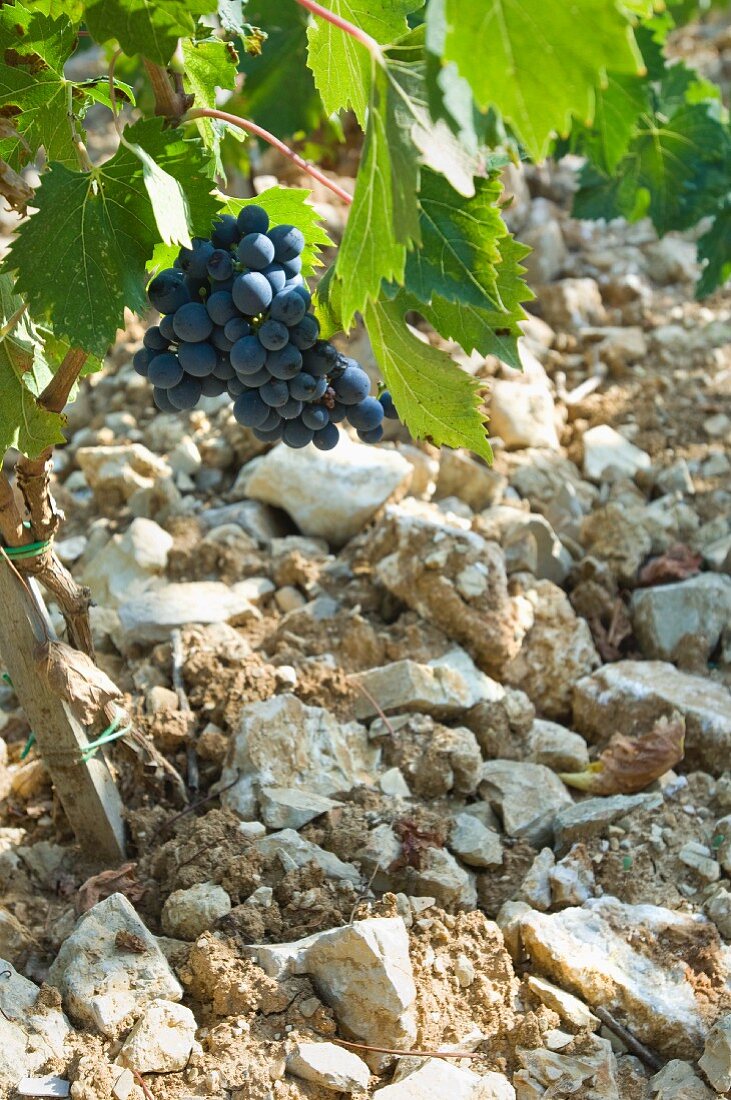 A young Sangiovese vine growing from stony earth, Fonterutoli winery, Tuscany
