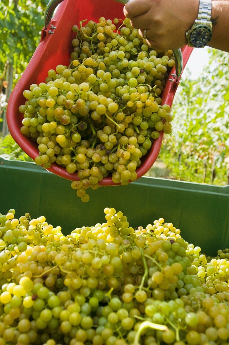 Yellow Muskateller grapes being harvested