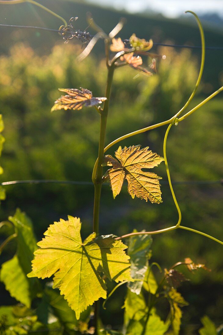 Weinranke im Sonnenlicht (Vully, Schweiz)