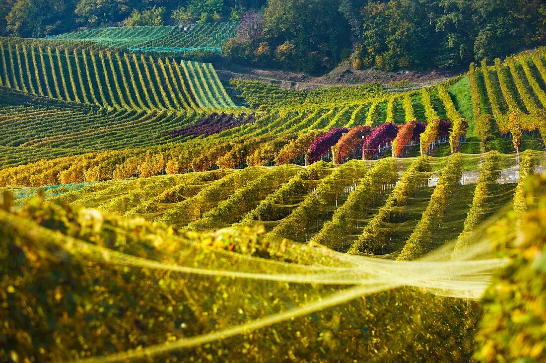 Autumnal vineyards in the Vully wine growing region at Murtensee Lake (Switzerland)