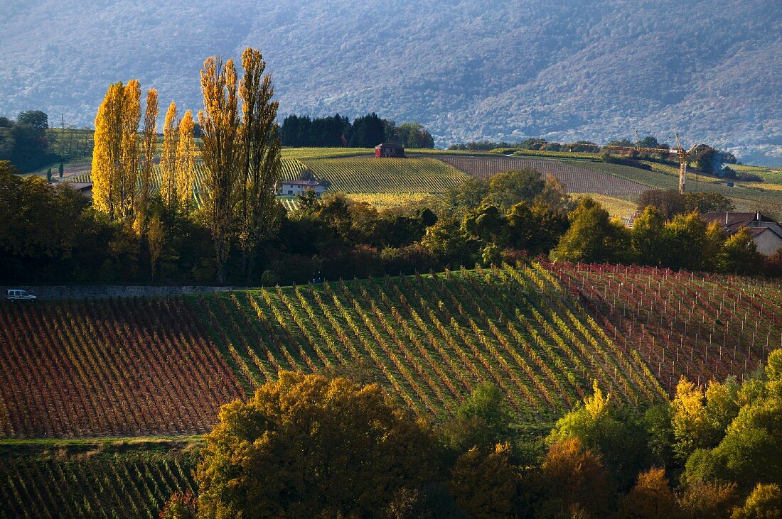 Donzelle vineyard in Dardigny (Switzerland)