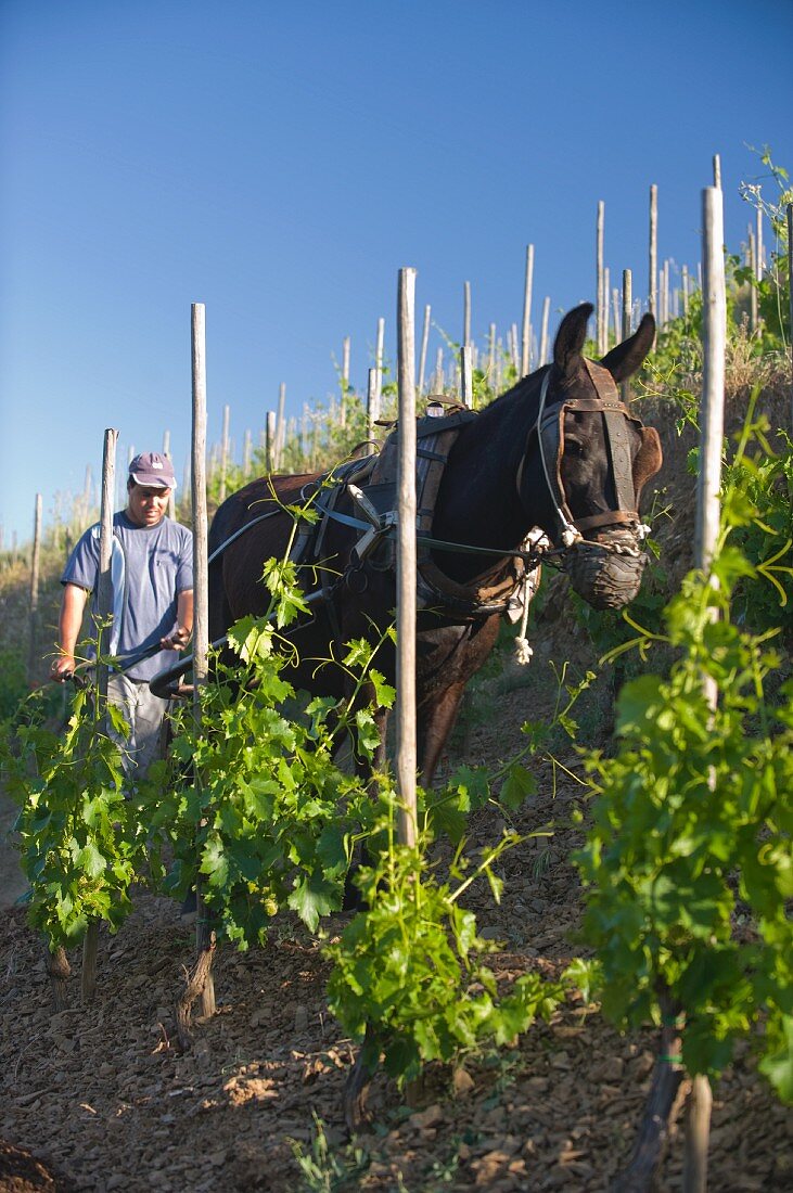 A horse being used to till the soil in the Ermita vineyard belonging to Alvaro Palacios, Catalonia