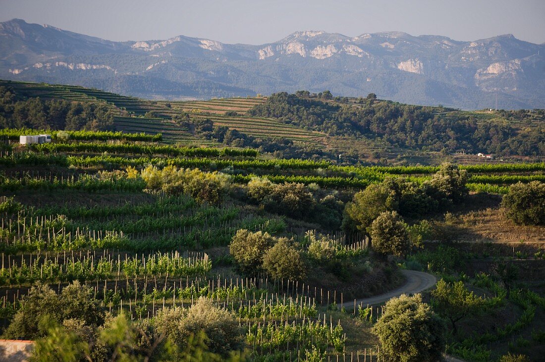 Vineyards belonging to the Clos Mogador winery, Catalonia