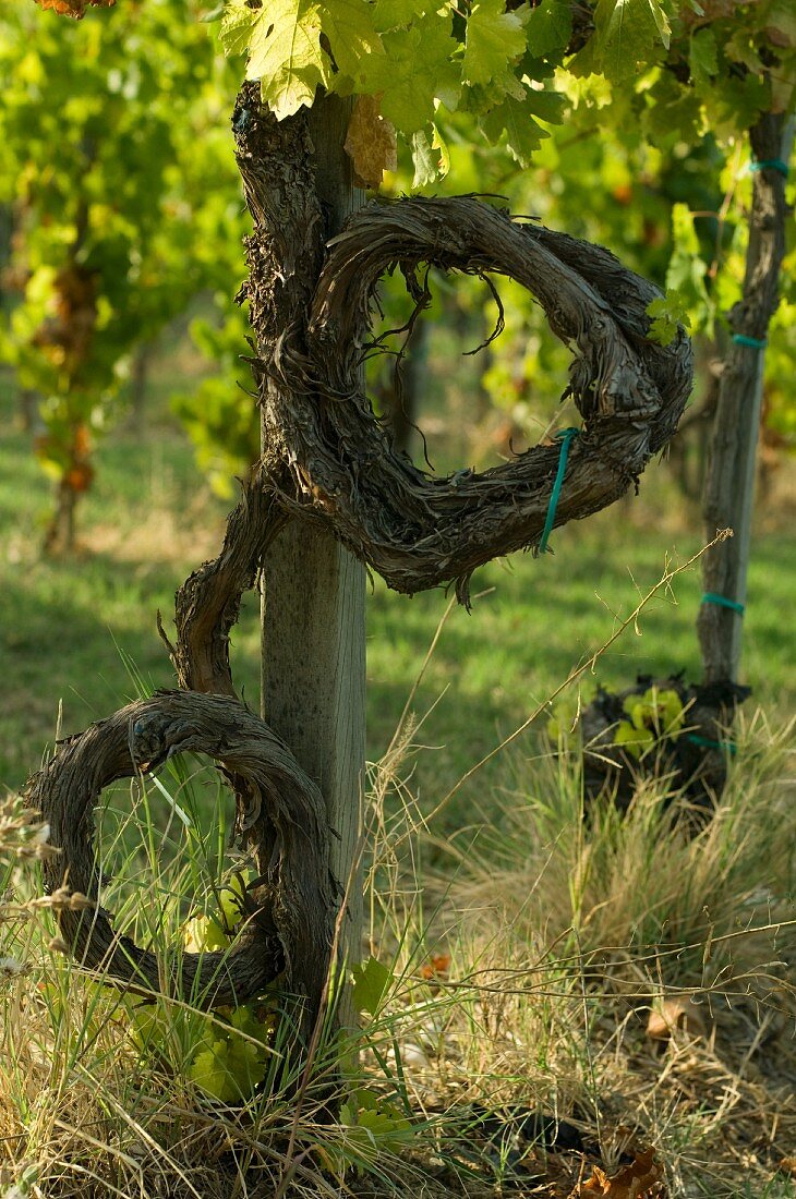 A vine in an experimental vineyard (Arnaldo Caprai, Umbria), quantity regulation without pruning the vines - an unorthodox form of cultivation