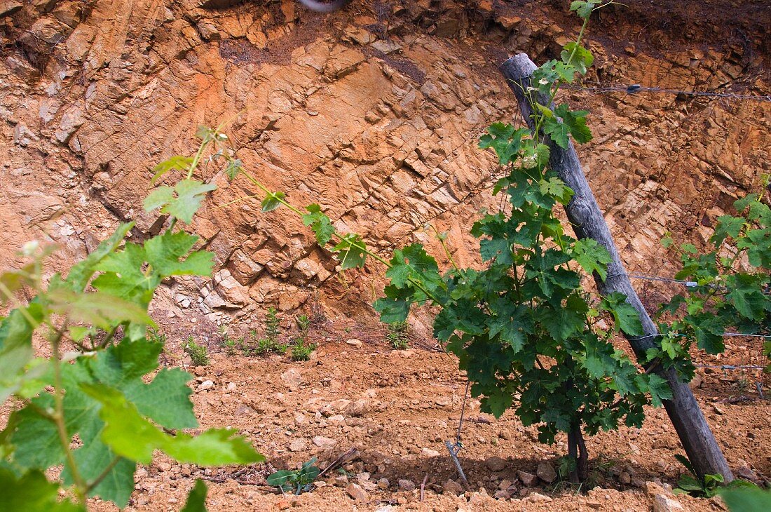 Roter Stein, Rebberge des Weingutes Clos d'Agon, Calonge, Spanien