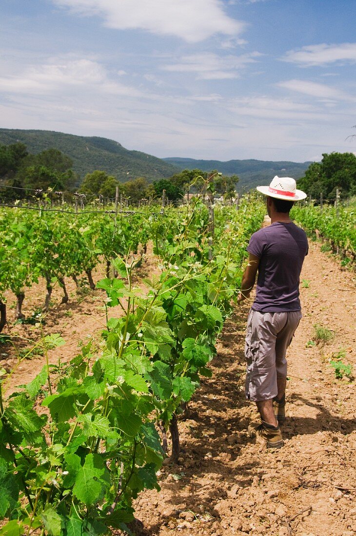 Vines being covered with nets, Clos d Agon winery, Calonge, Spain