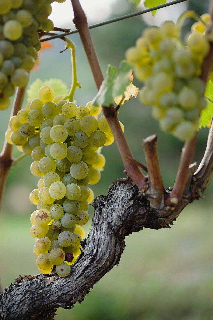 Petite Arvine grapes on a vine