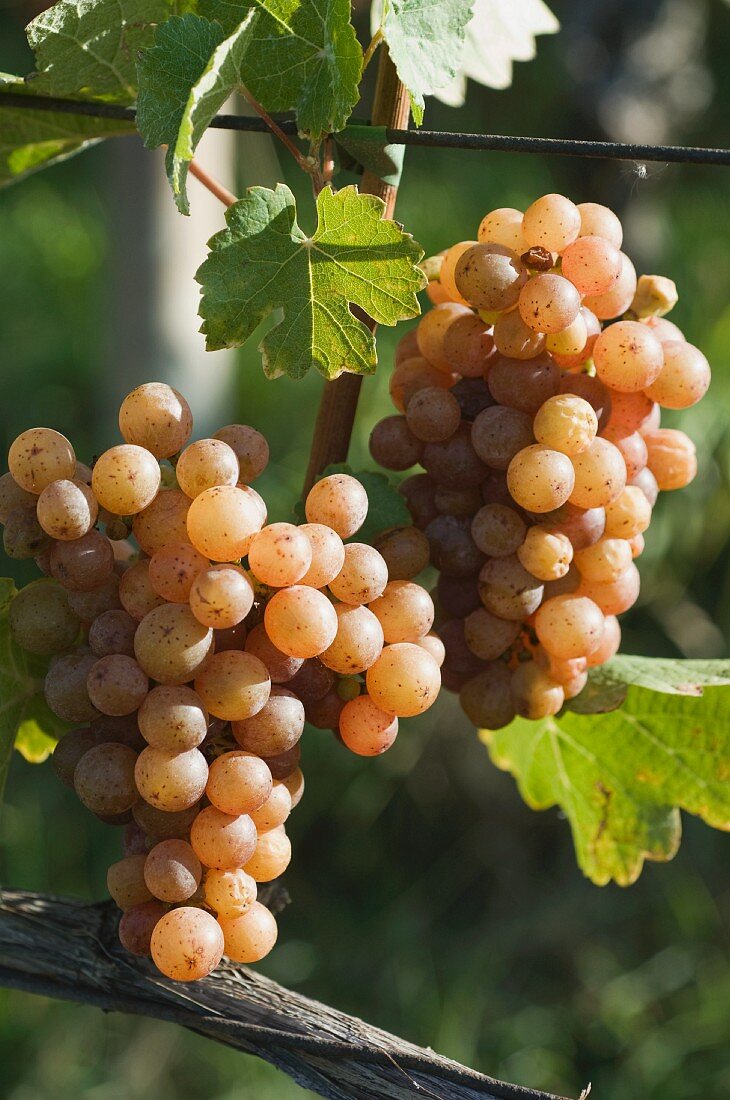 Gewürztraminer grapes on a vine