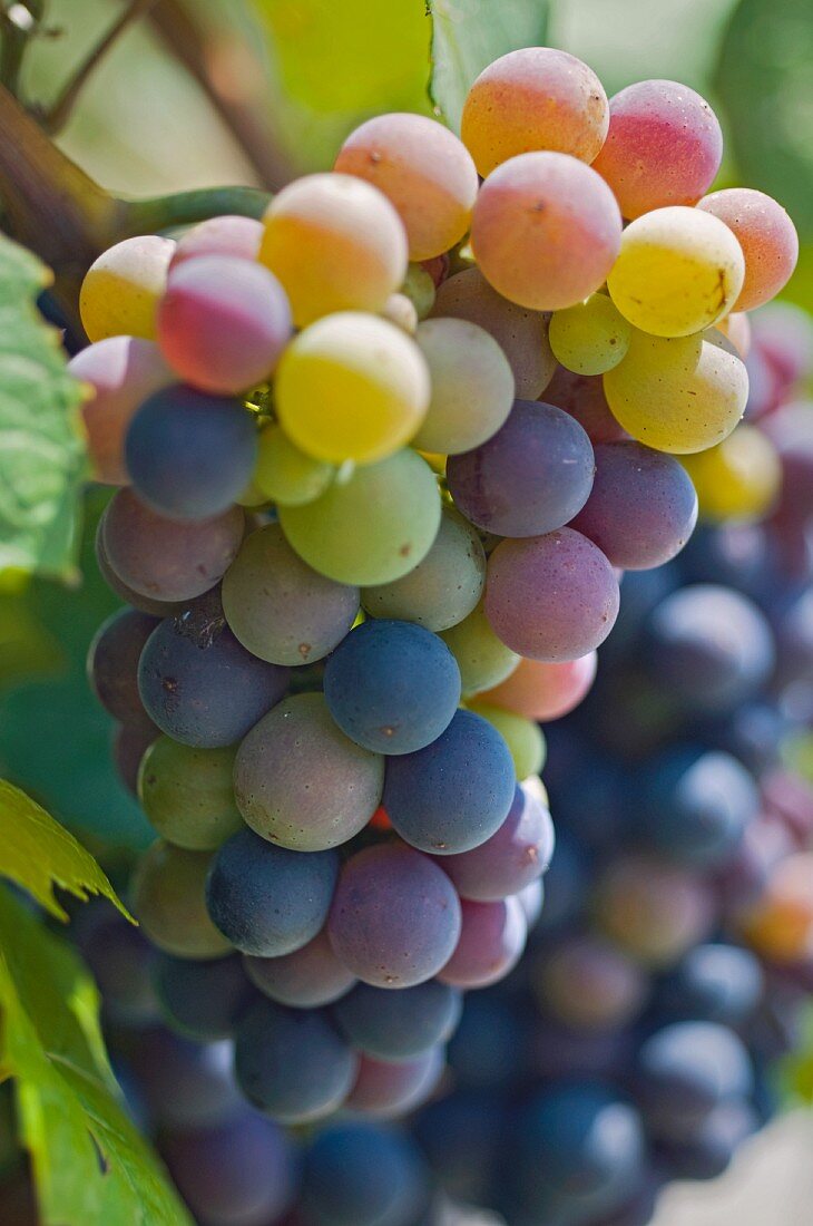 Pinot Noir grapes changing colour