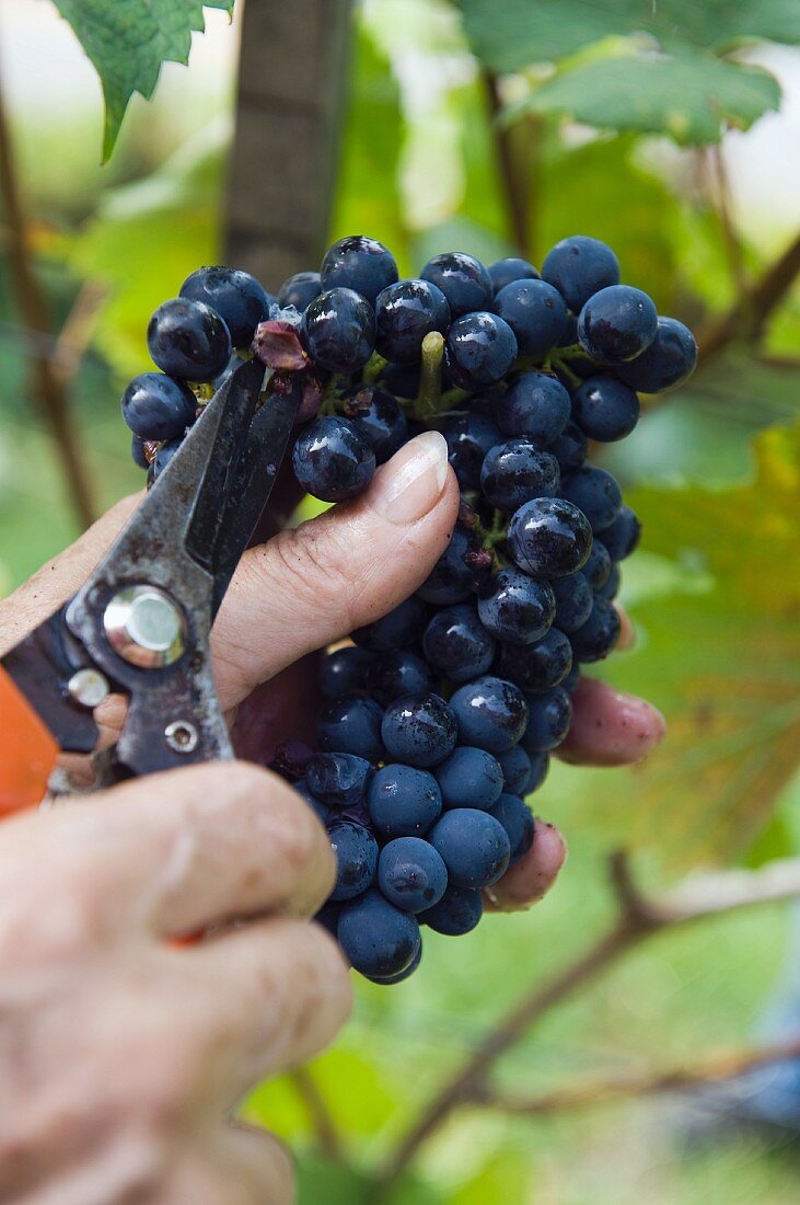 Diolinoir grapes being harvested, mouldy berries being removed from the bunch