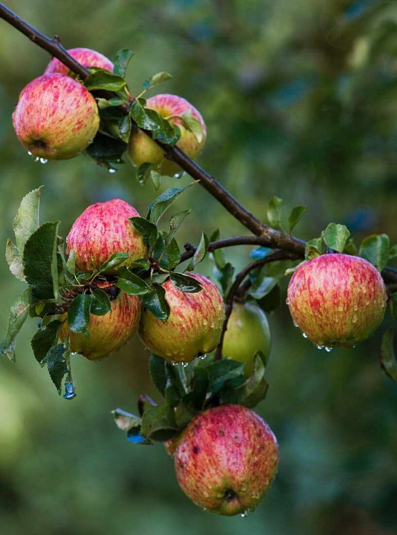 Äpfel am Baum nach Regen