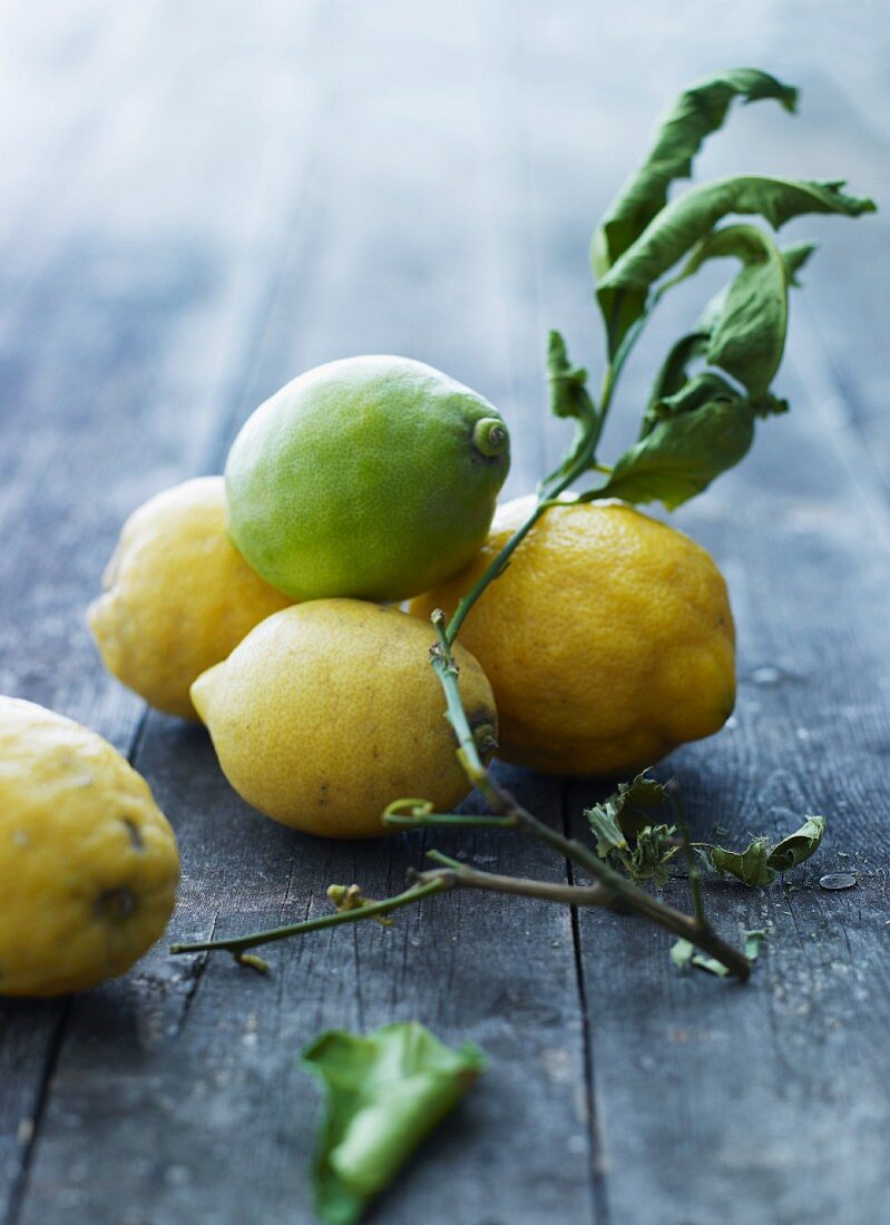 Zweig mit Zitronen