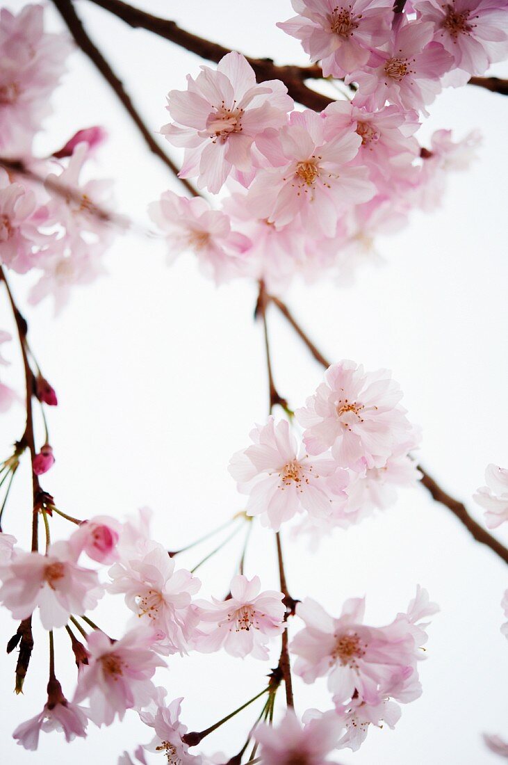 Japanische Blütenkirsche