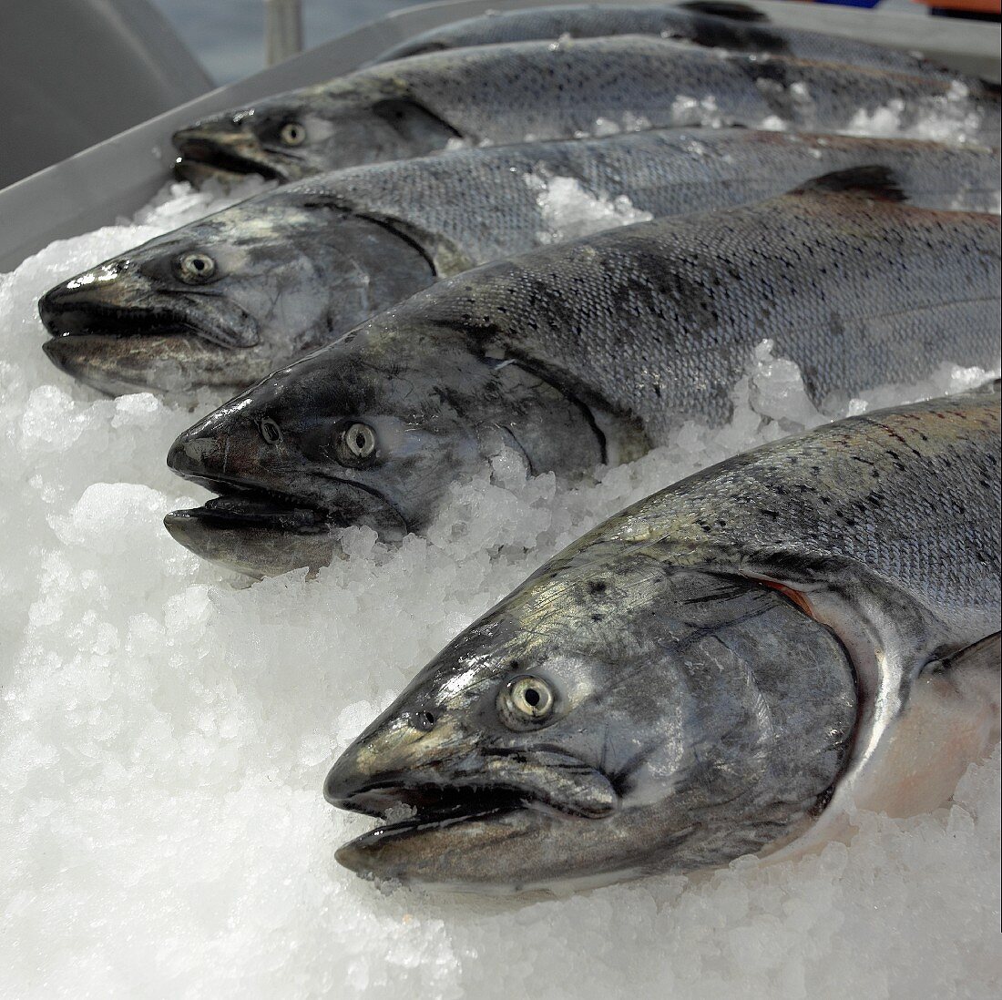 Whole Fresh Salmon on Ice