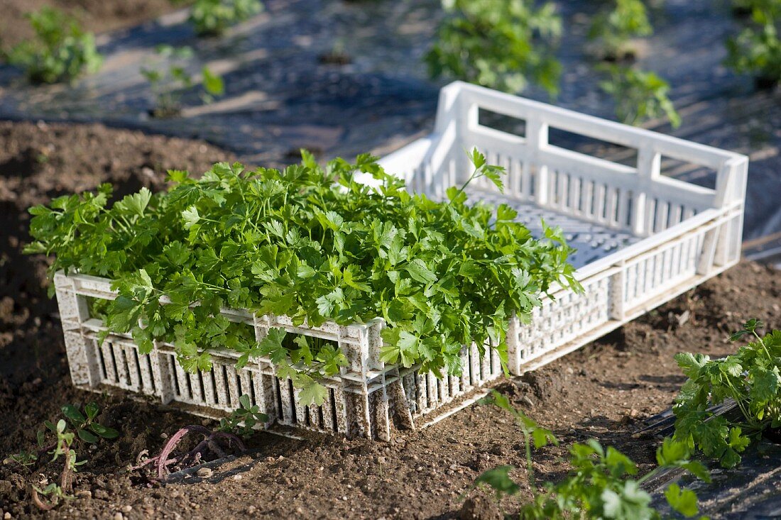 Fresh parsley in a crate on a flower bed