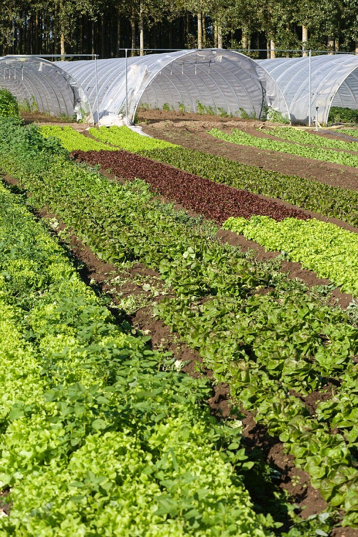 Green houses in a salad field