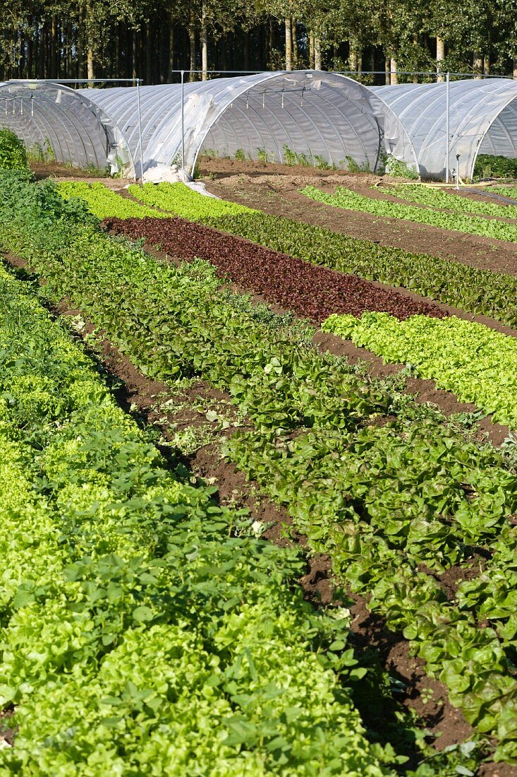 Salatfeld mit Gewächshäusern