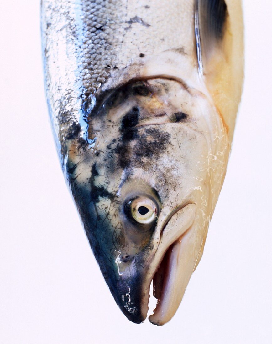 A salmon head