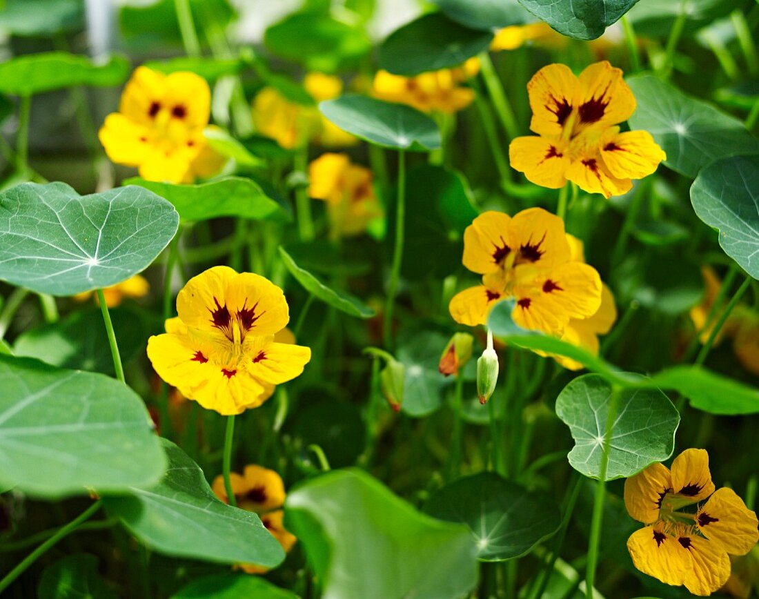 Flowering nasturtiums