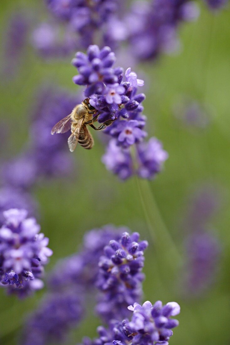 A bee on a lavender flower