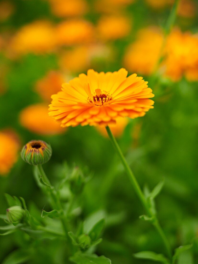 Marigolds in a garden