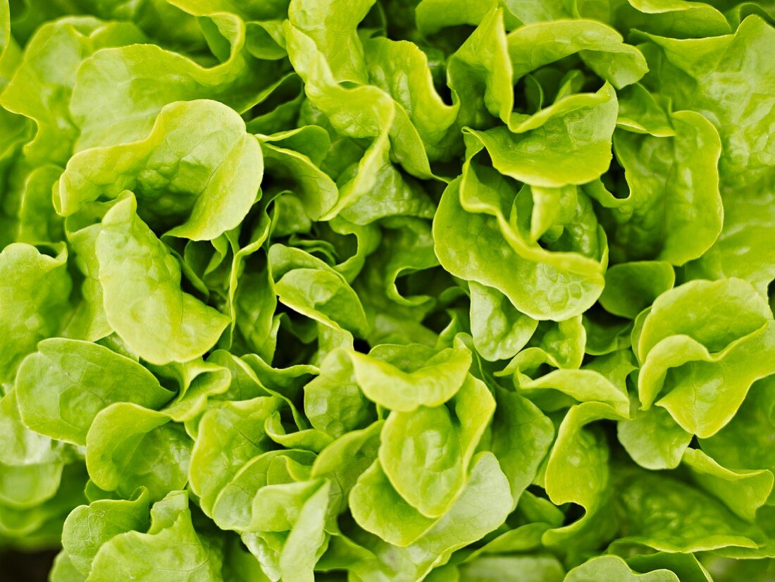 Lettuce (close-up)