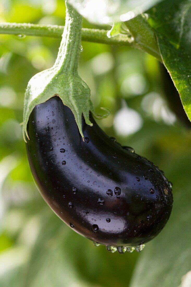 Aubergine mit Wassertropfen an der Pflanze