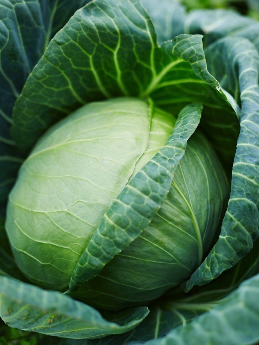 A white cabbage (close-up)