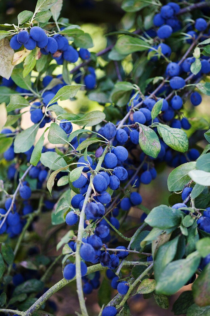 Plums on a tree