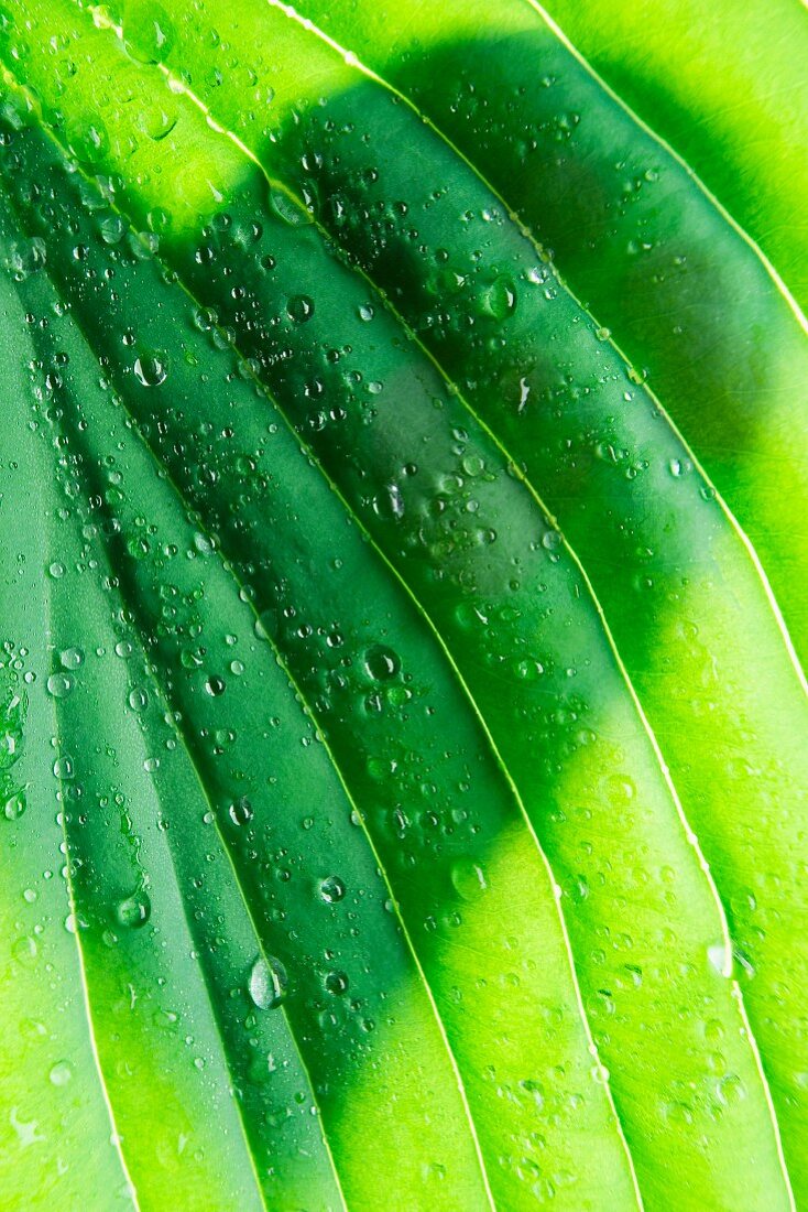 Leaf with water droplets & heart-shaped shadow