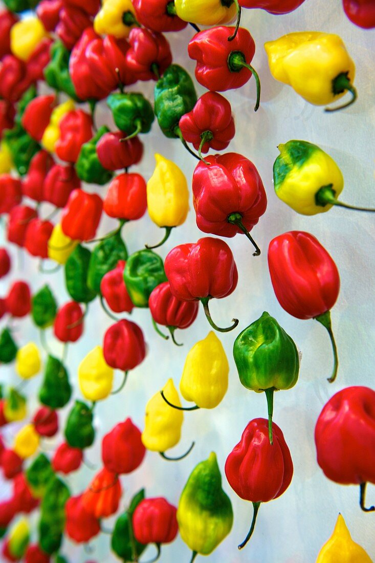 Colourful chilli peppers