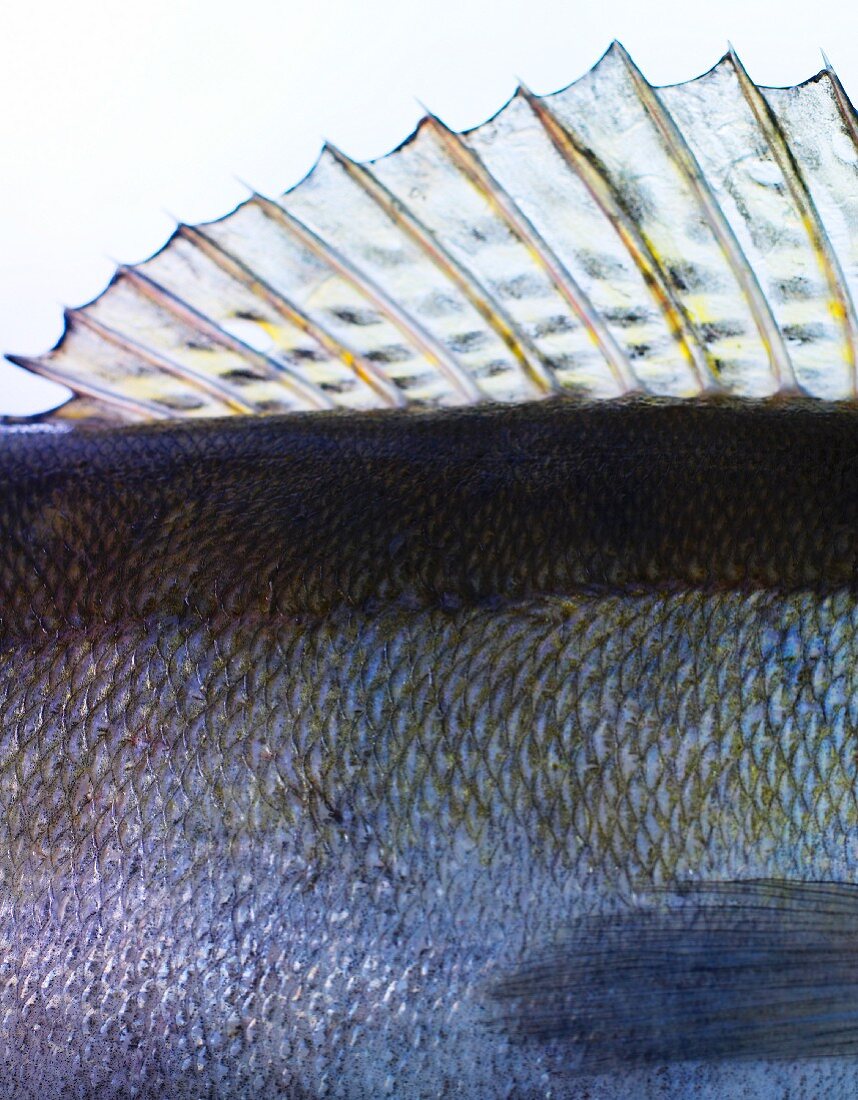 Fischflosse (Close Up)