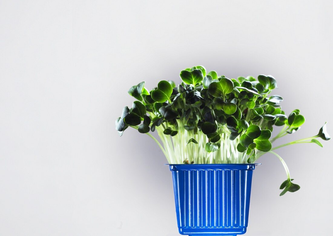 Fresh cress in a plastic container